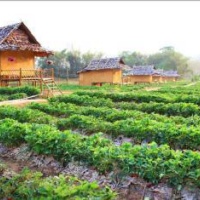 Отель Pai See Tong Strawberry Farm Resort в городе Округ Самоенг, Таиланд
