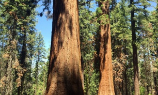 Гигантские секвойи в национальном парке Йосемити