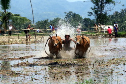 Фестиваль бегущих быков на Суматре