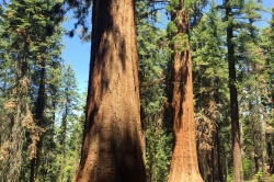 Гигантские секвойи в национальном парке Йосемити
