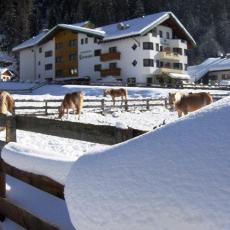 Bauernhof Haflingerhof Kaunertal