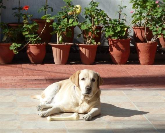 Homestay in Dehradun near Forest Research Institute