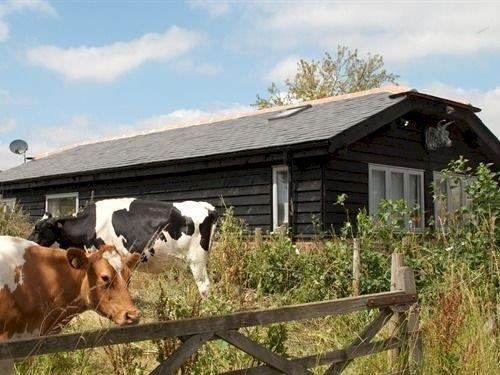 Bull Farm Studios