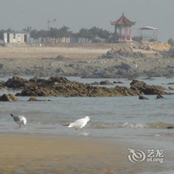 Rizhao golden sea fish