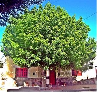 Casa Arbol