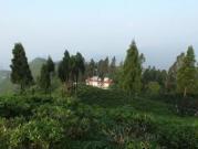 Sourenee Tea Estate