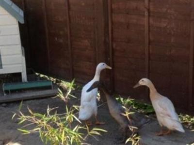 Devon s Duck n Dane B B