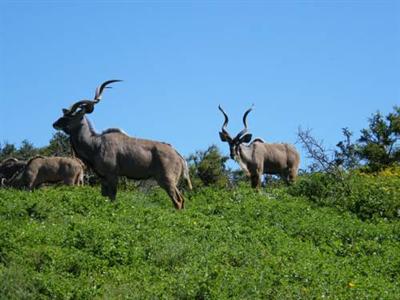 Kudu Ridge Game Ranch