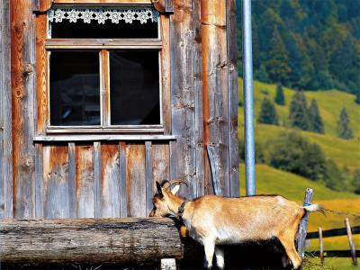 Ferienwohung Moosbrugger Reingard