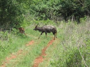 Caracal Lodge