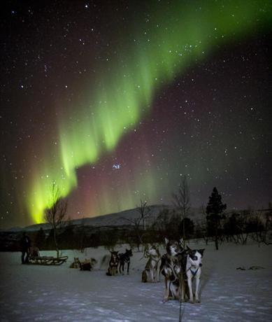 Aurora & Husky Forest Camp