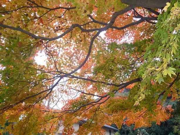 Guesthouse Kamakura Rakuan